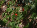 5215 wilde chilli